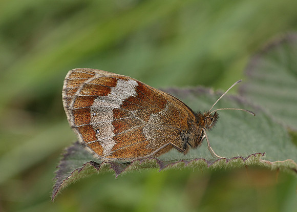 Scotch Argus Erebia aethiops