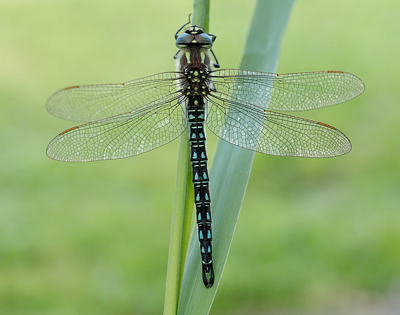 Hairy Dragonfly Brachytron pratense