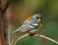 Northern Parula