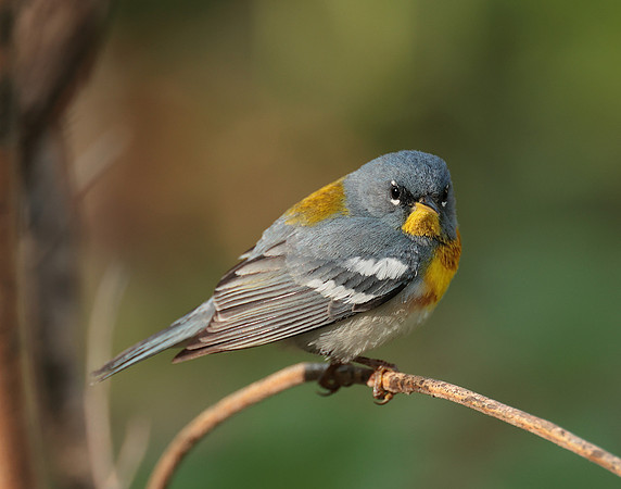 Northern Parula