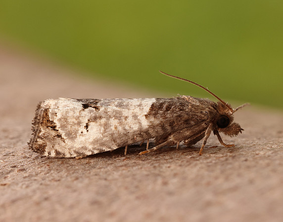49.295 BF1178 Notocelia roborana