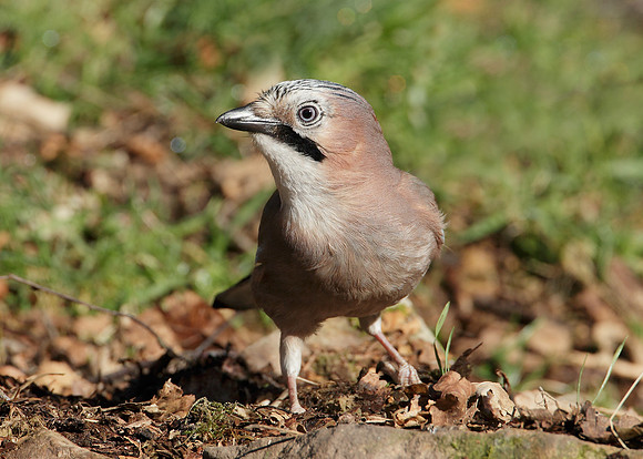 Jay Corvus glandarius