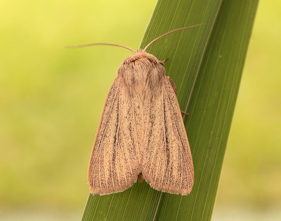 73.289 BF2196 Striped Wainscot Mythimna pudorina