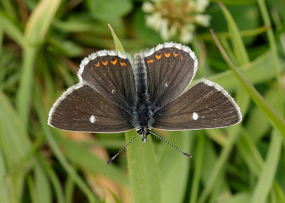 Northern Brown Argus Aricia artaxerxes artaxerxes