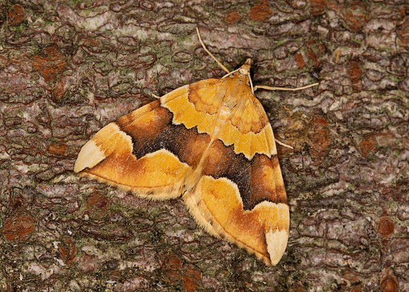 Barred Yellow Cidaria fulvata