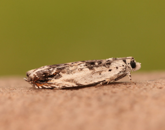 49.203 BF1123 Ancylis laetana