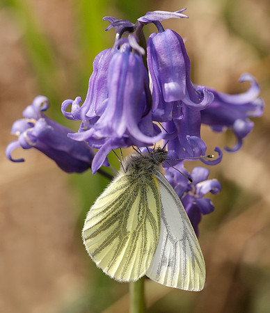Green-veined White Pieris napi