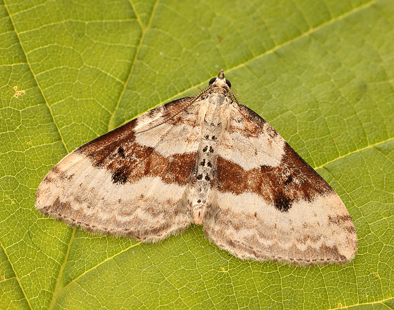 70.054 BF1727 Silver-ground Carpet Xanthorhoe montanata