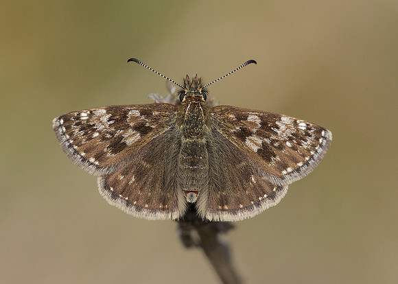 Dingy Skipper Erynnis tages