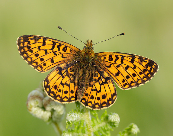 Small Pearl-Bordered Fritillary Boloria selene
