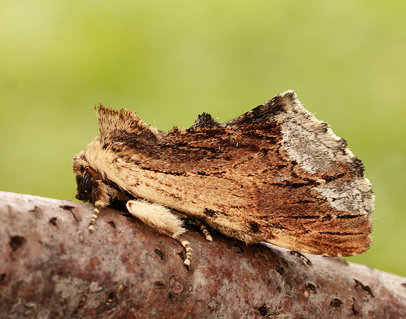 71.022 BF2009 Maple Prominent Ptilodon cucullina