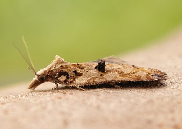 49.076 BF1054 Acleris cristana