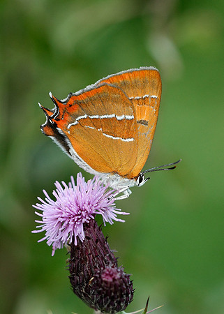 Brown Hairstreak Thecla betulae