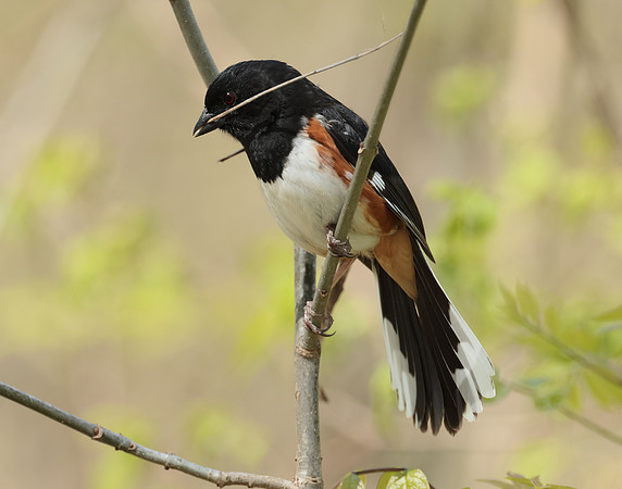 Eastern Towhee Pipilo erythrophthalmus