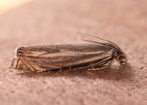 63.086 BF1301 Crambus lathoniellus