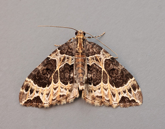 70.094 BF1759 Small Phoenix Ecliptopera silaceata