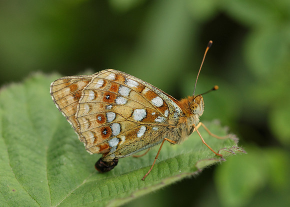 High Brown Fritillary Argynnis adippe