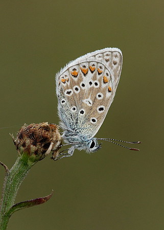 Common Blue Polyommatus icarus