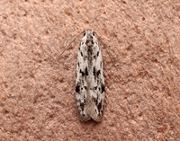 35.151 BF770 Carpatolechia proximella