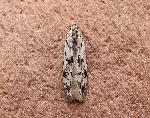 35.151 BF770 Carpatolechia proximella