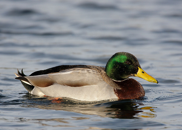 Mallard Anas platyrhynchos