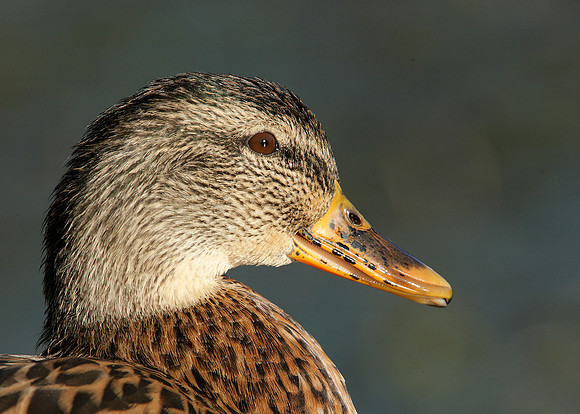 Mallard Anas platyrhynchos