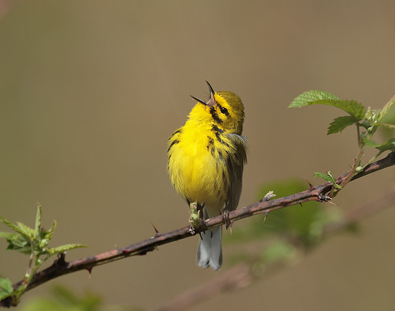 Prairie Warbler Setophaga discolor