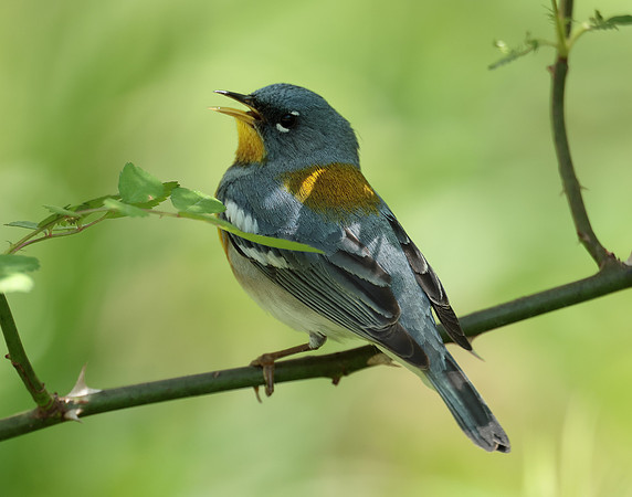 Northern Parula