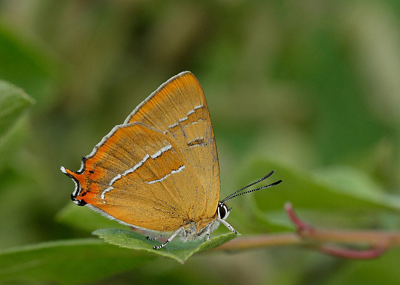 Brown Hairstreak Thecla betulae