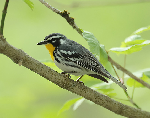 Yellow-throated Warbler  Setophaga dominica