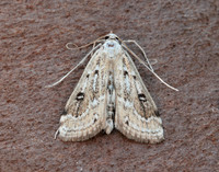 63.117 BF1348 Ringed China-mark Parapoynx stratiotata