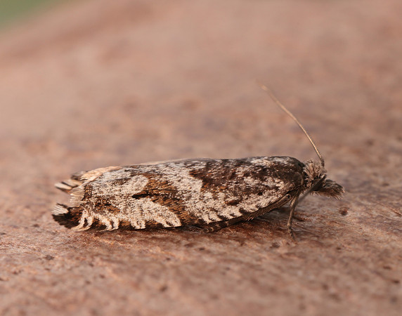 49.201 BF1117 Ancylis unguicella