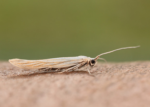 37.065 BF549 Coleophora pennella