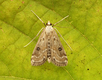 63.117 BF1348 Ringed China-mark Parapoynx stratiotata