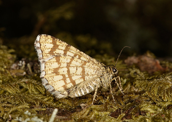 70.218 BF1894 Latticed Heath Chiasmia clathrata clathrata