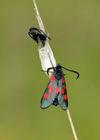 Narrow-bordered Five-spot Burnet Zygaena lonicerae