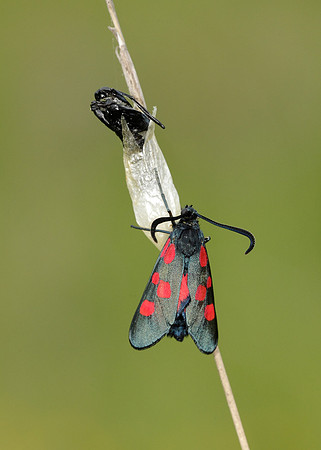 Narrow-bordered Five-spot Burnet Zygaena lonicerae