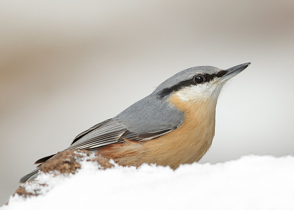 Nuthatch Sitta europaea
