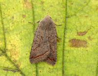 73.189 BF2263 Red-line Quaker Agrochola lota
