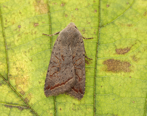 73.189 BF2263 Red-line Quaker Agrochola lota