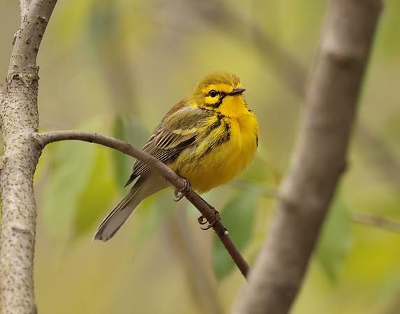 Prairie Warbler Setophaga discolor