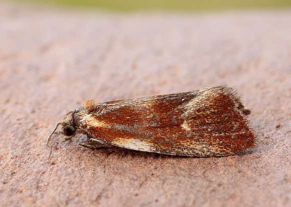 49.090 BF1015 Eulia ministrana