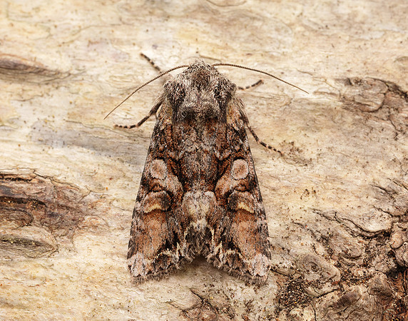 73.265 BF2156 Beautiful Brocade Lacanobia contigua