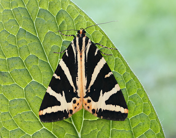 72.030 BF2067 Jersey Tiger Euplagia quadripunctaria