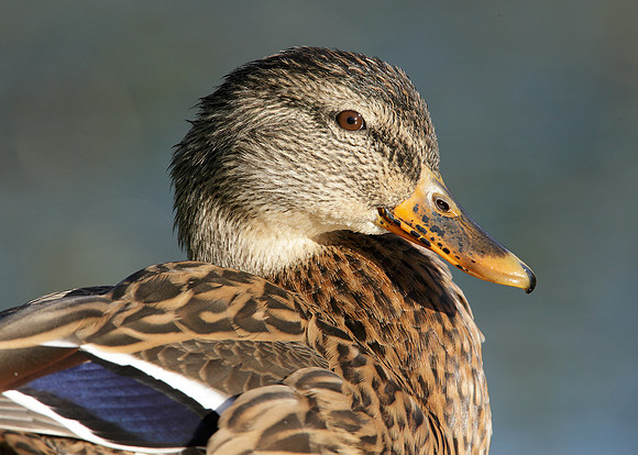 Mallard Anas platyrhynchos
