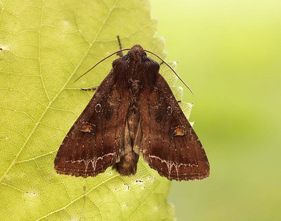 73.267 BF2160 Bright-line Brown-eye Lacanobia oleracea