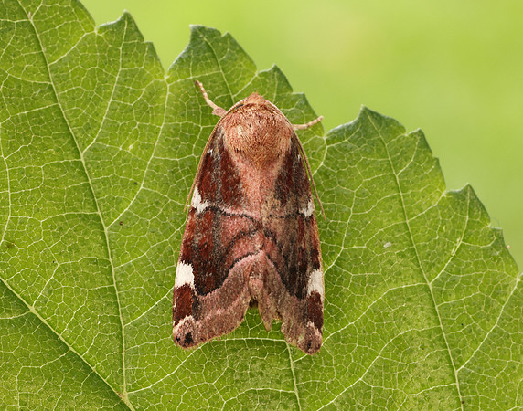 73.214 BF2317 White-spotted Pinion Cosmia diffinis