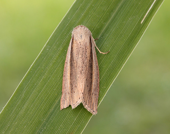 73.305 BF2209 Flame Wainscot Senta flammea