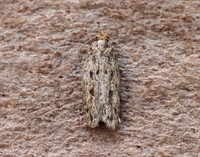 28.010 BF647 Brown House-moth Hofmannophila pseudospretella