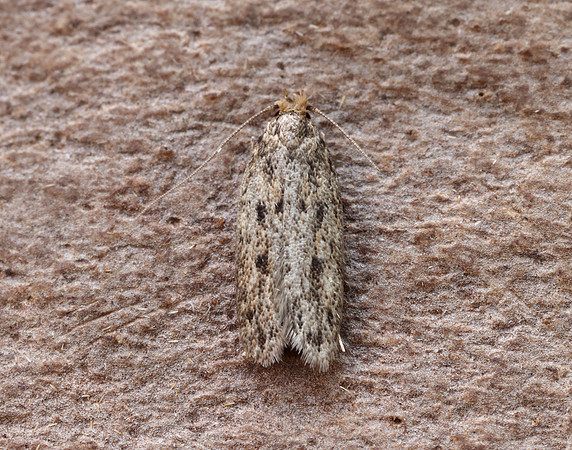 28.010 BF647 Brown House-moth Hofmannophila pseudospretella